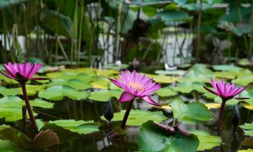 Aquatic Plants