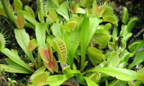 Carnivorous Plants