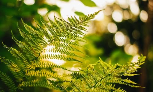 Ferns