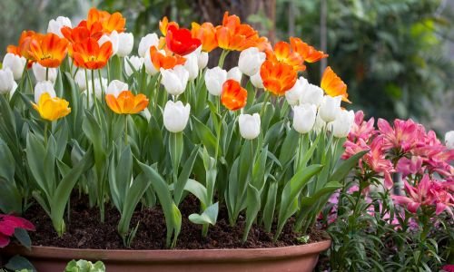 Flowering Plants