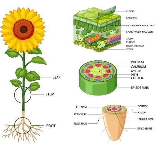 Parts of plant