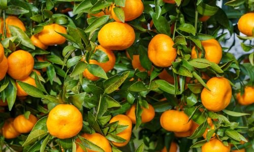 food on plants