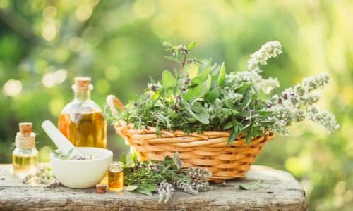medicinal plants