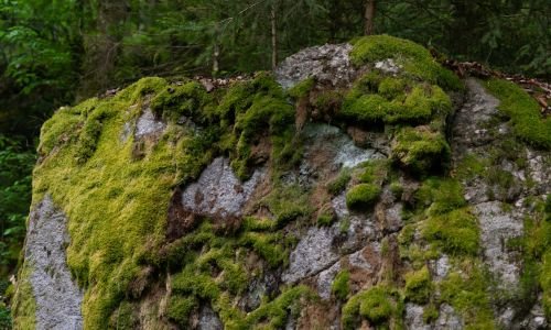 moss