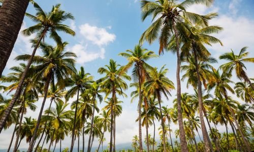 palms