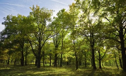 trees