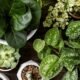 types of plants