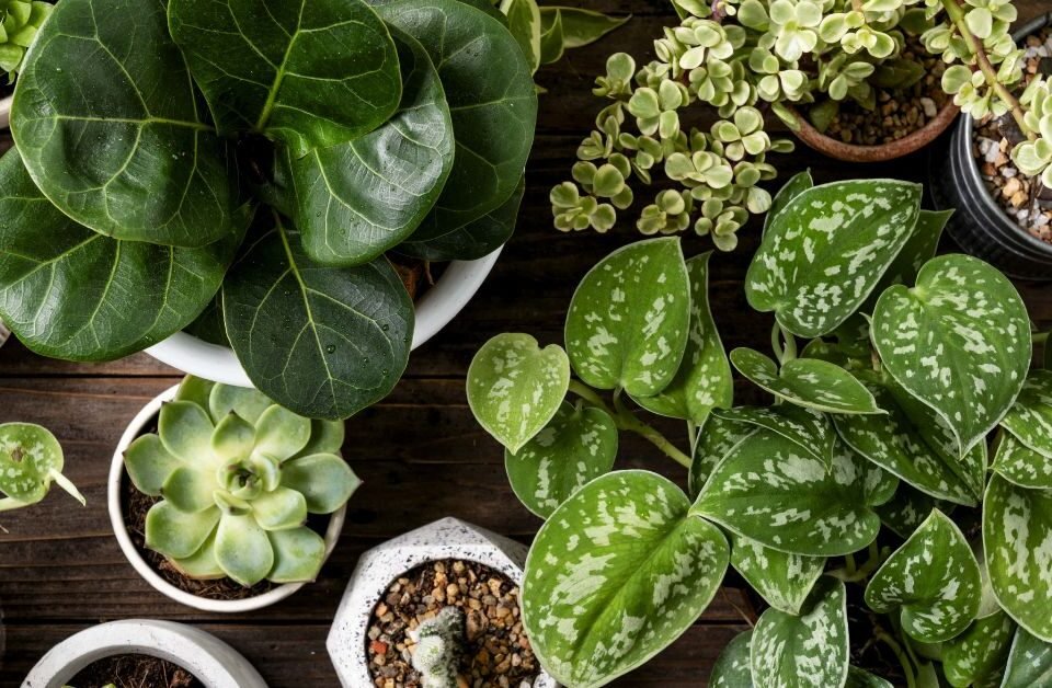 types of plants