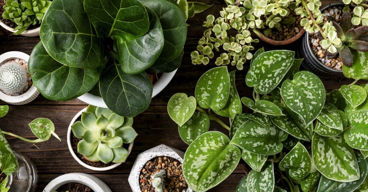 types of plants