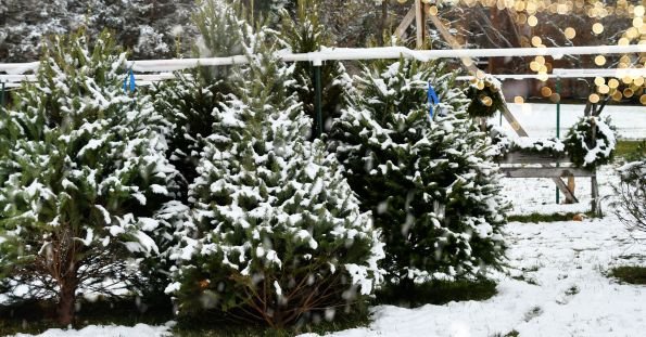 real christmas trees