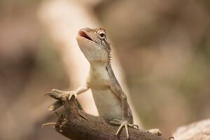 Lizard